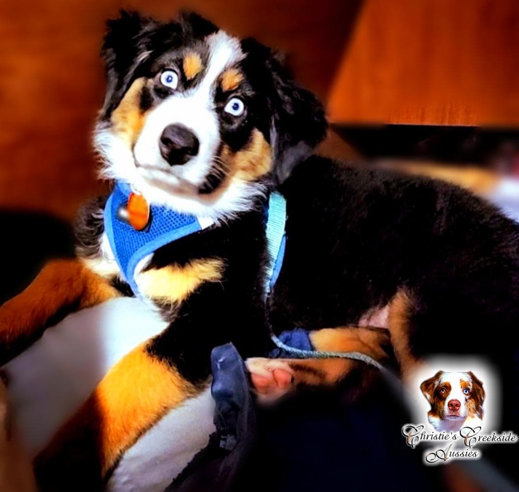 Flirty breeder image 24