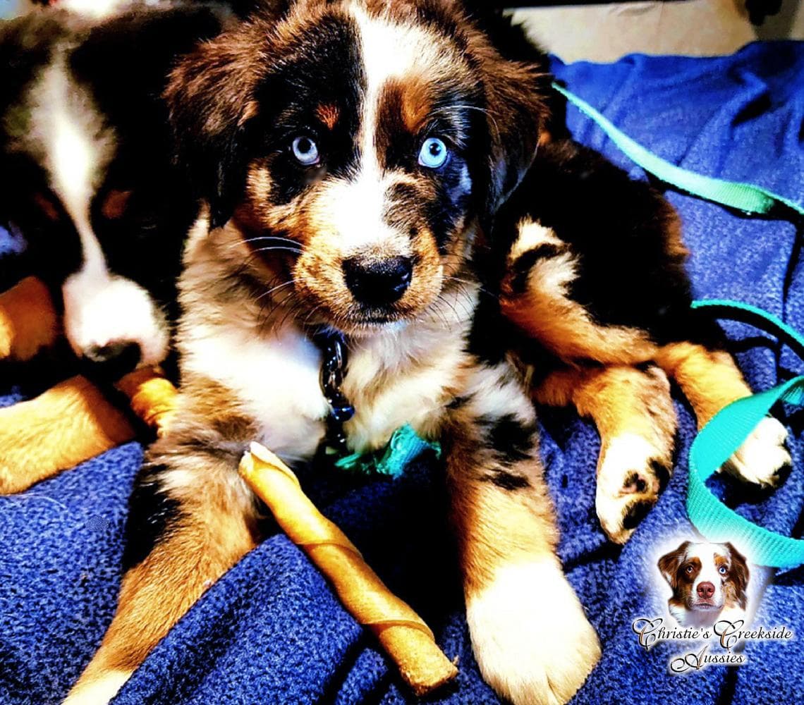 Flirty breeder image 32