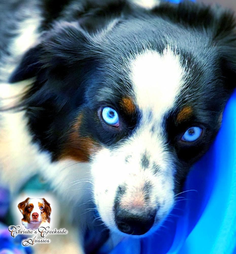 Flirty breeder image 33