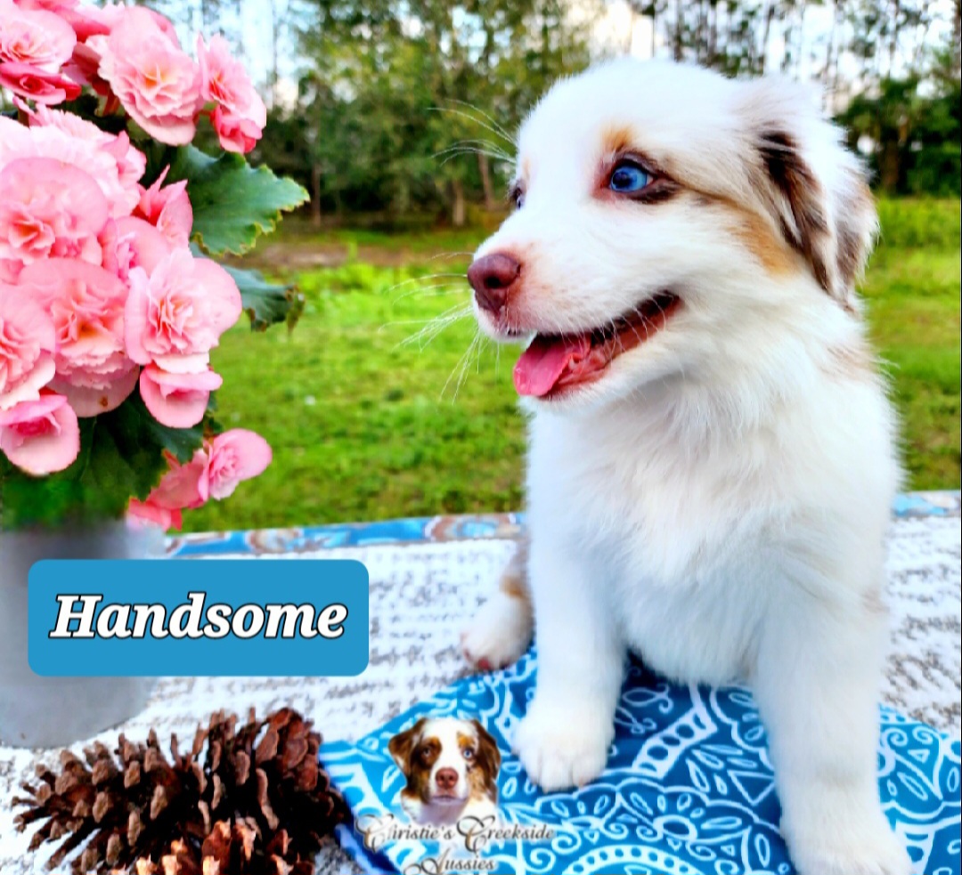 Flirty breeder image 41
