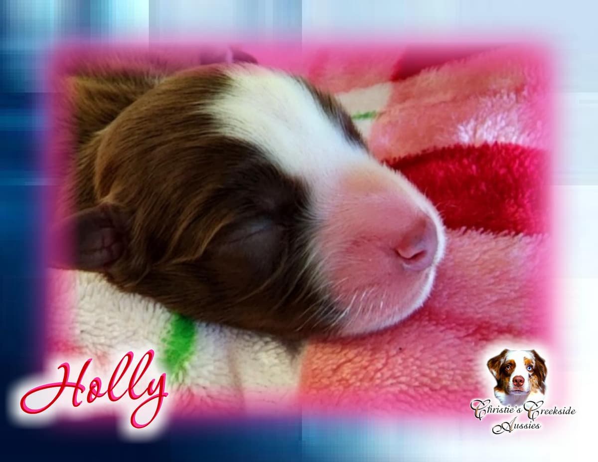 Flirty breeder image 5