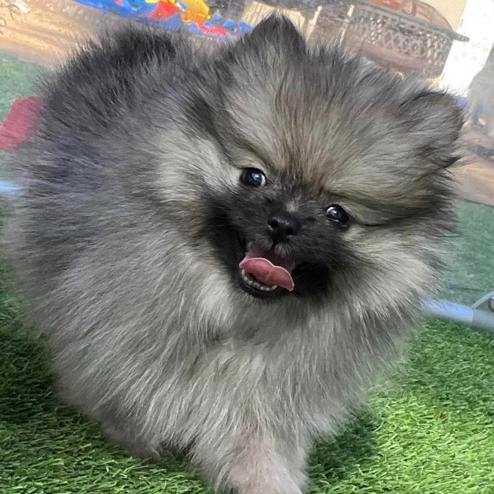 Duke breeder image 1