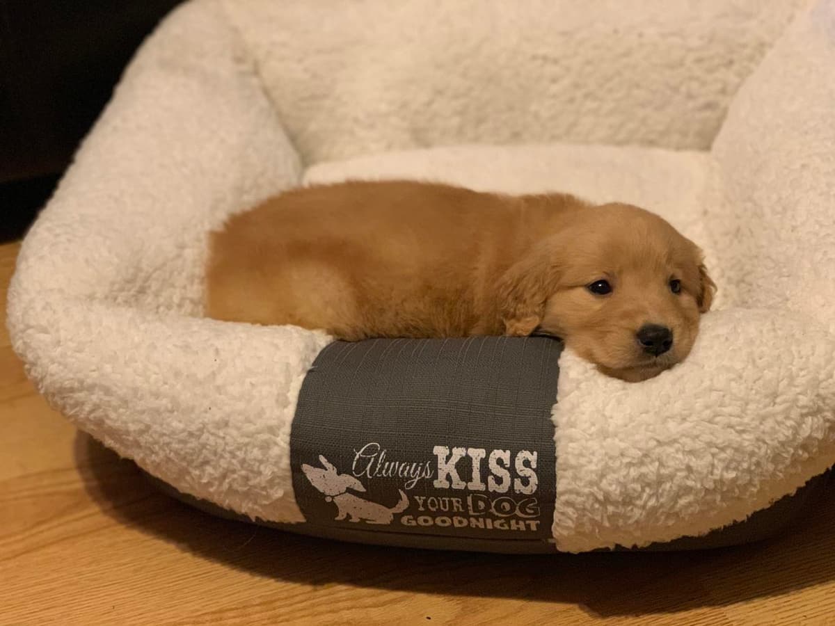 Green collar breeder image 6