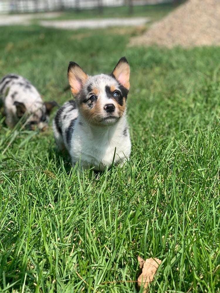 Mae breeder image 9