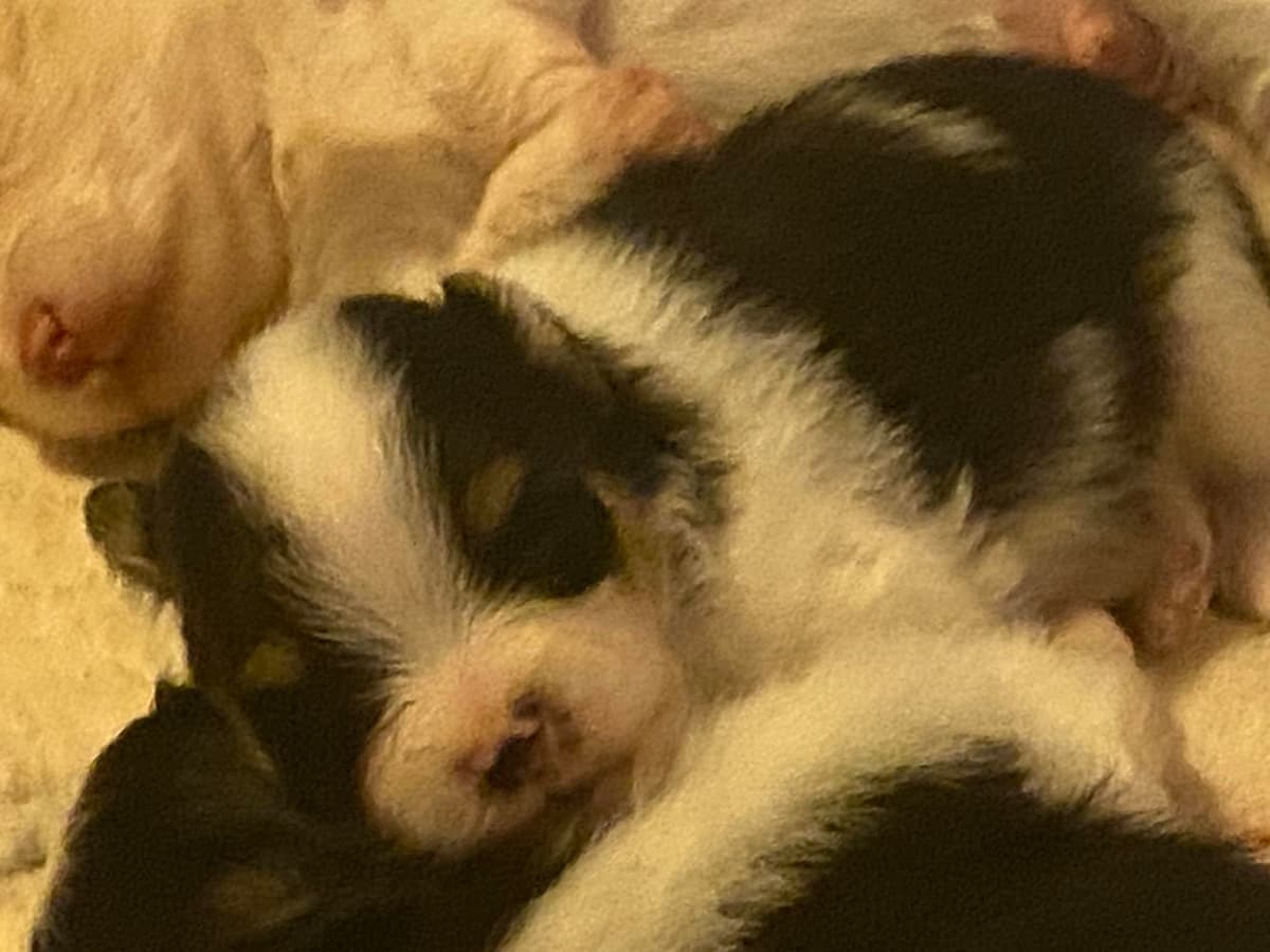 Asher breeder image 12