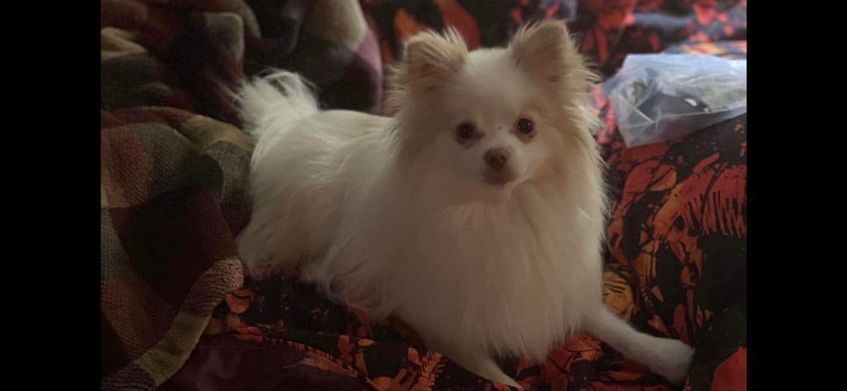 Asher breeder image 16
