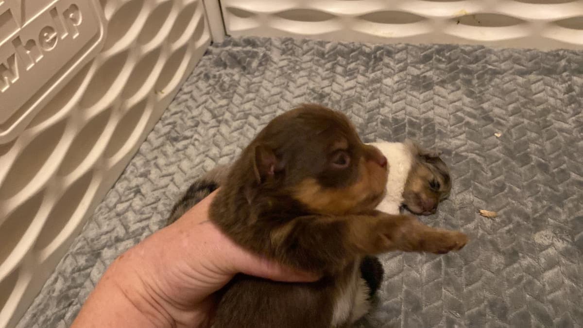 Asher breeder image 6