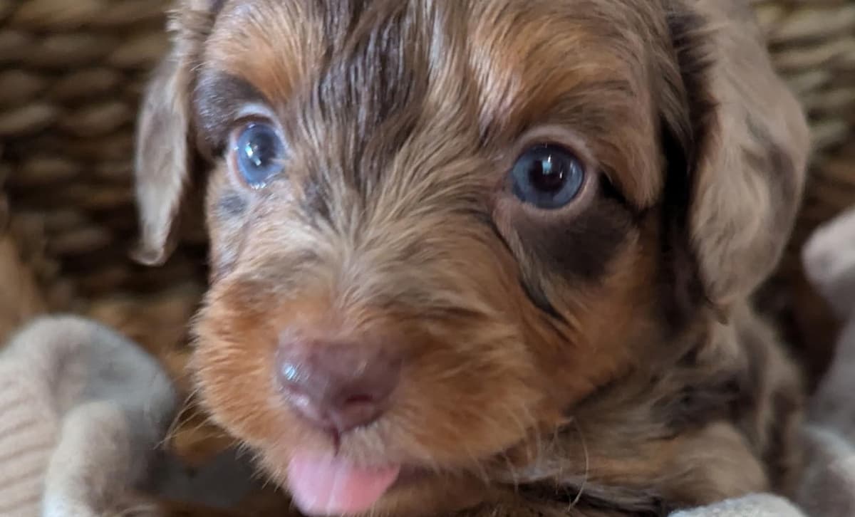 Baloo breeder image 4