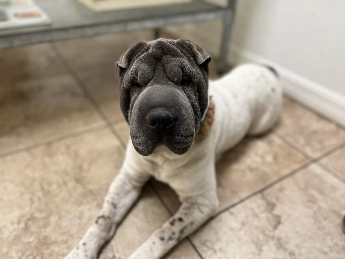 Baylee breeder image 1