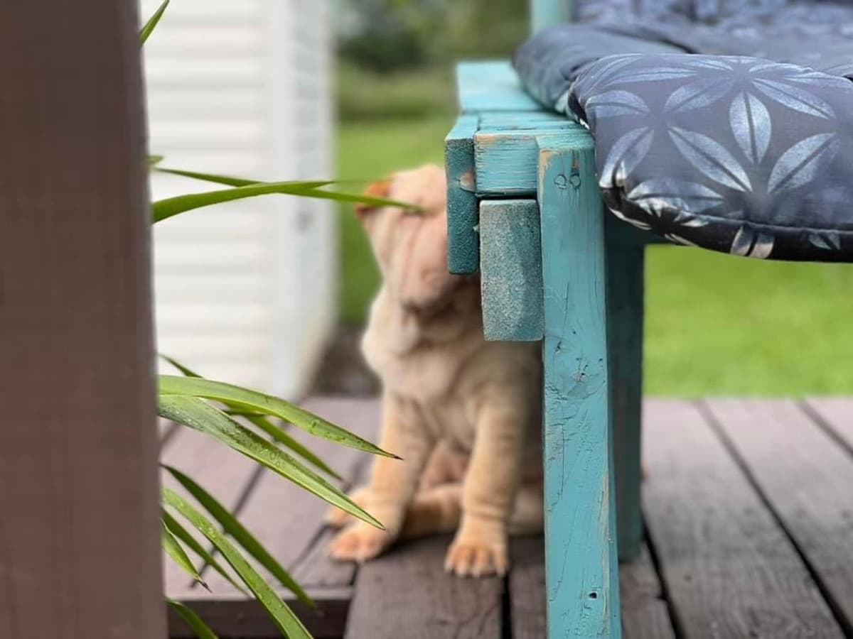 Baylee breeder image 12