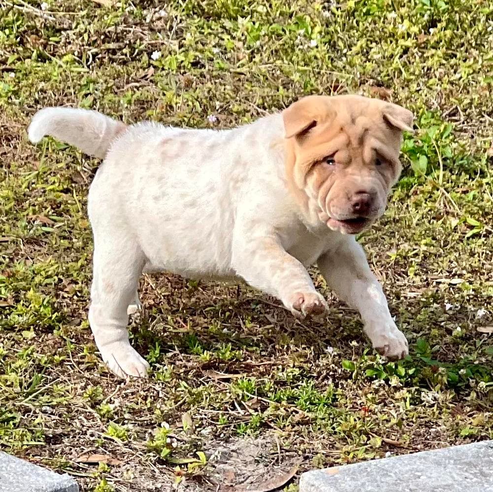Baylee breeder image 2