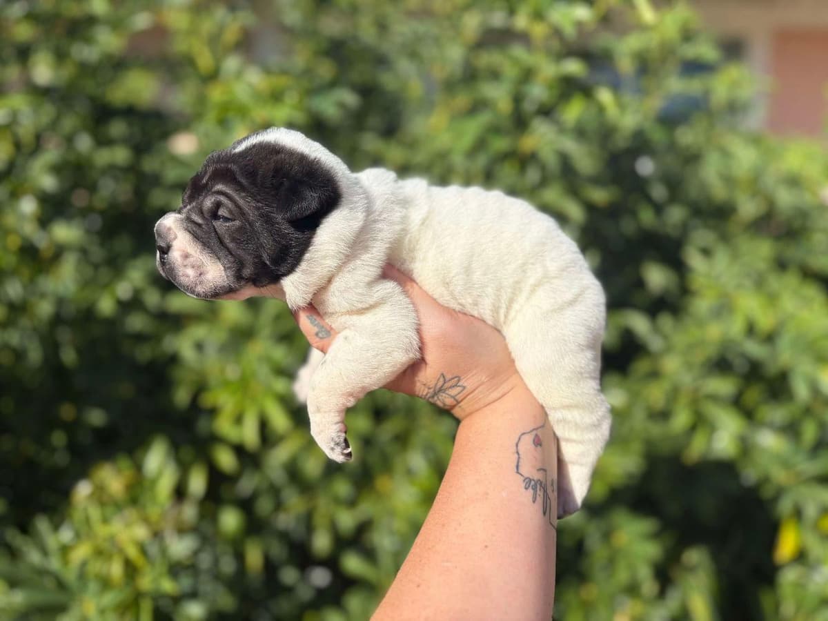 Baylee breeder image 21