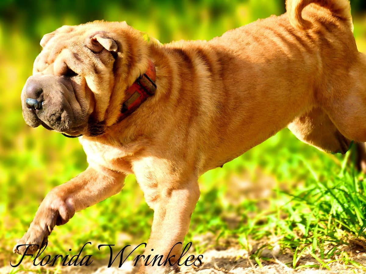 Baylee breeder image 25