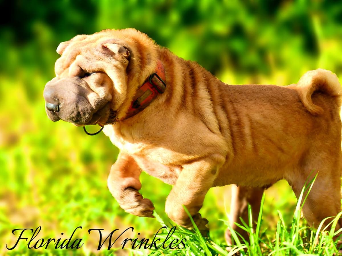 Baylee breeder image 26