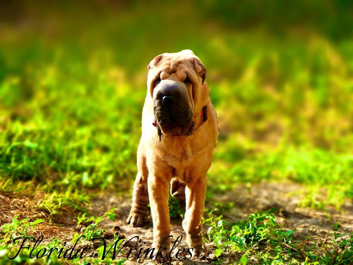 Baylee breeder image 27