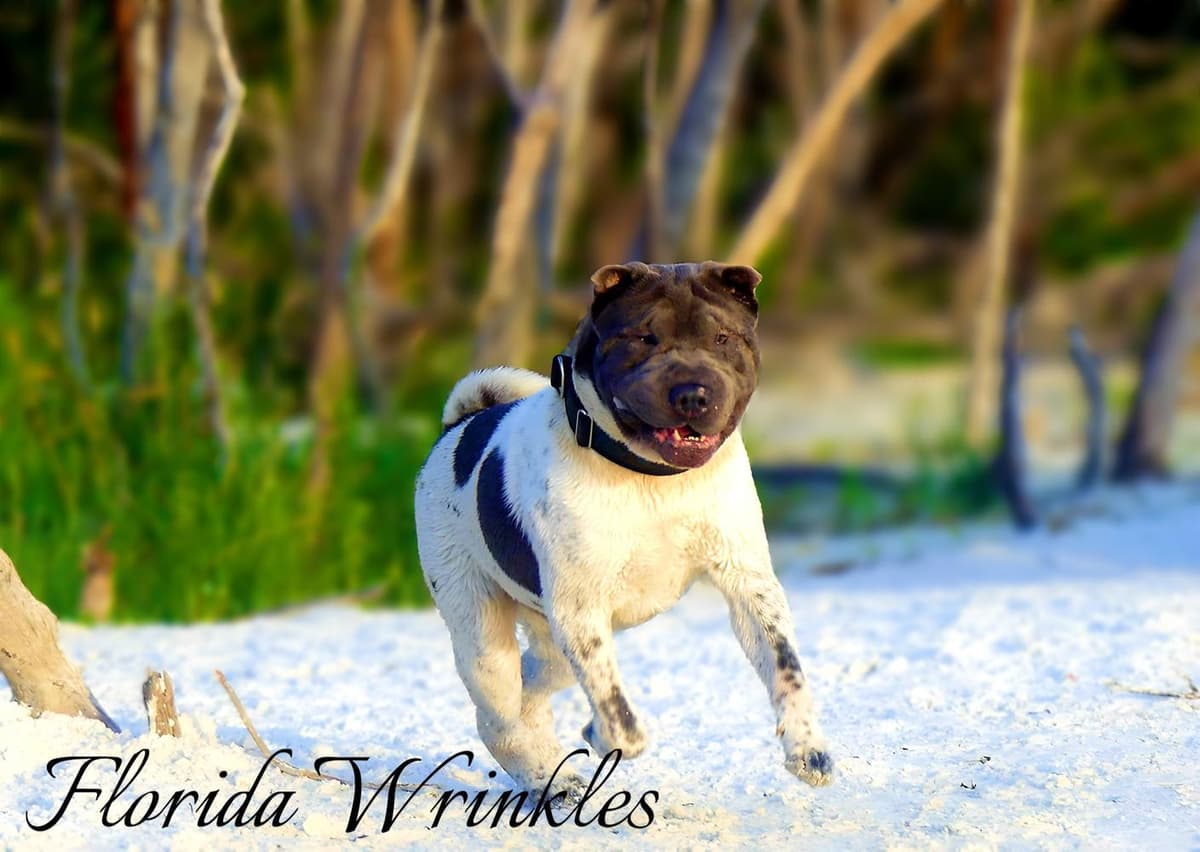 Baylee breeder image 41