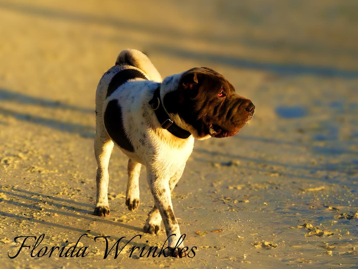 Baylee breeder image 46