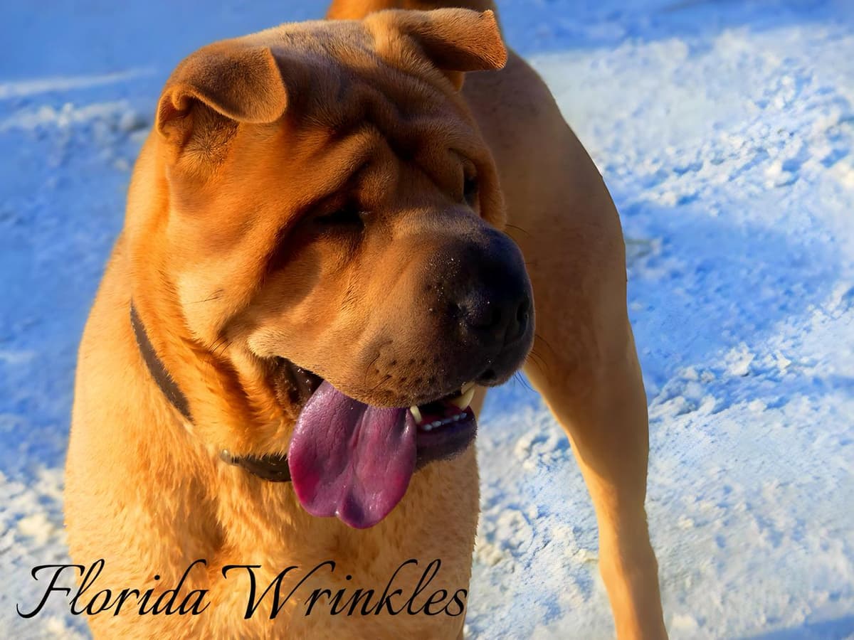Baylee breeder image 50