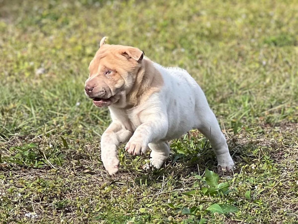 Baylee breeder image 8
