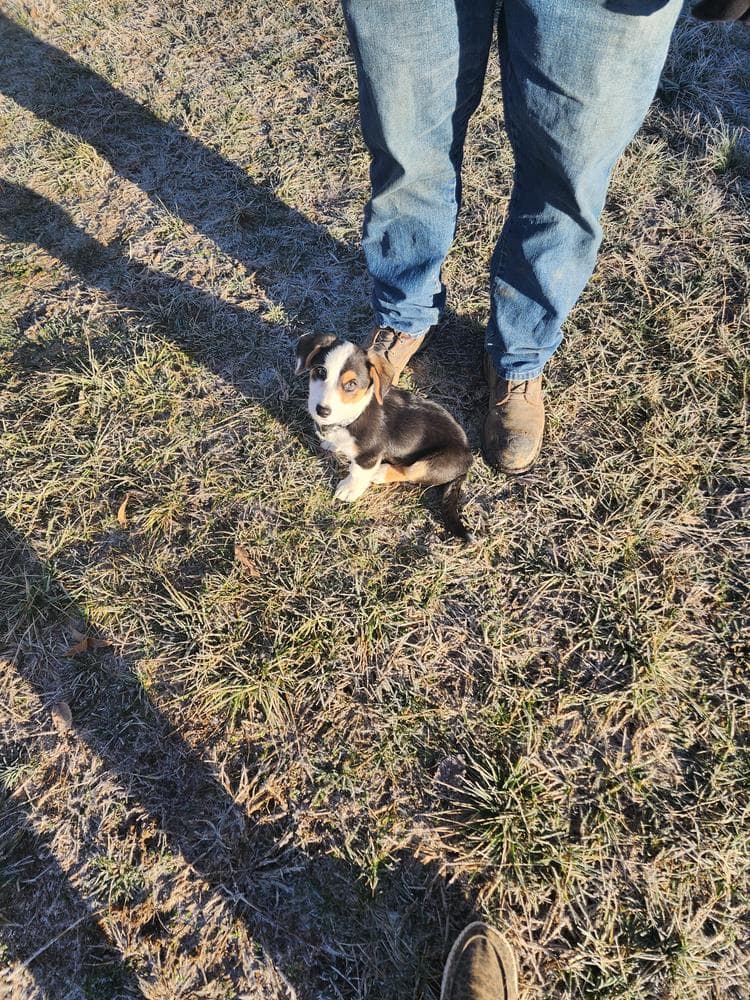 Cantore breeder image 1