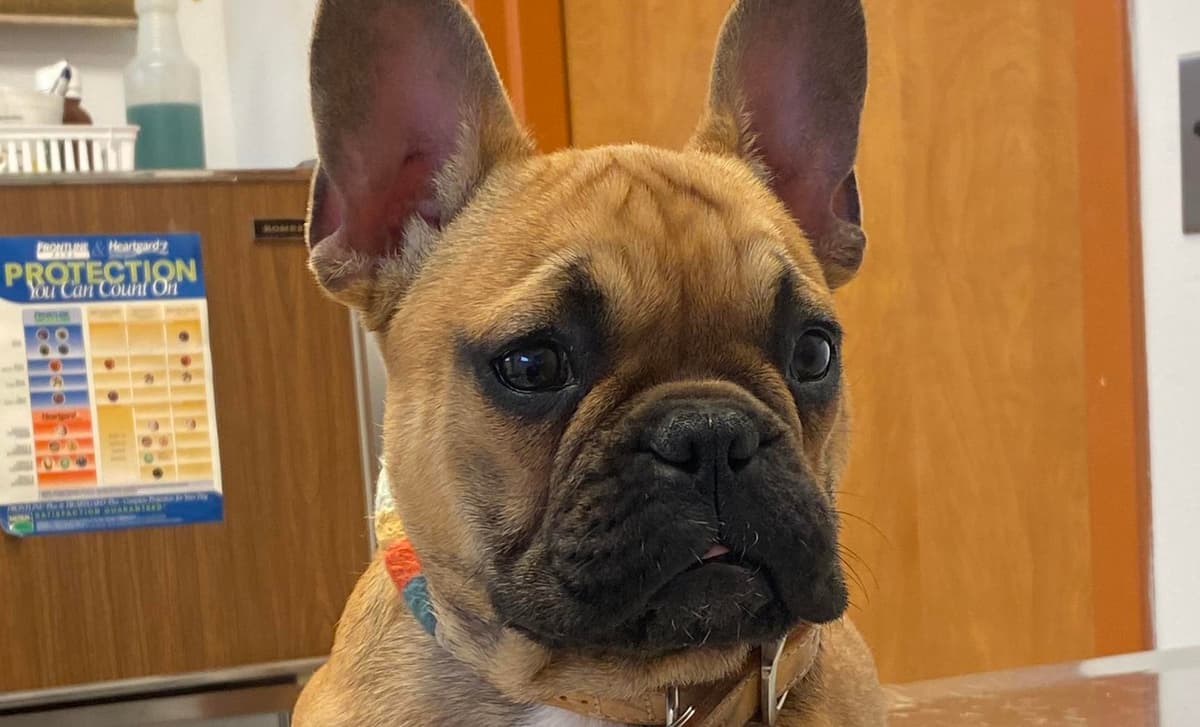 Boy 2 breeder image 1