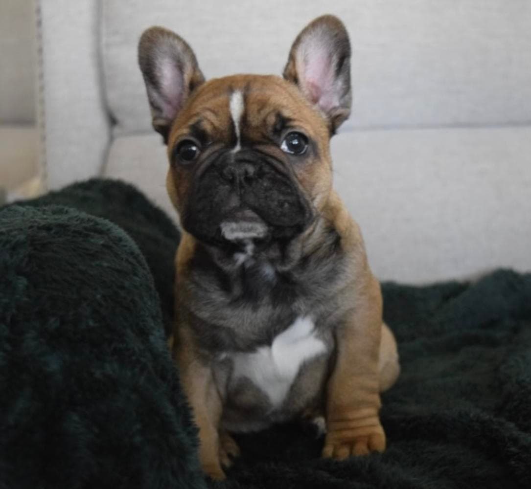 Frank breeder image 23