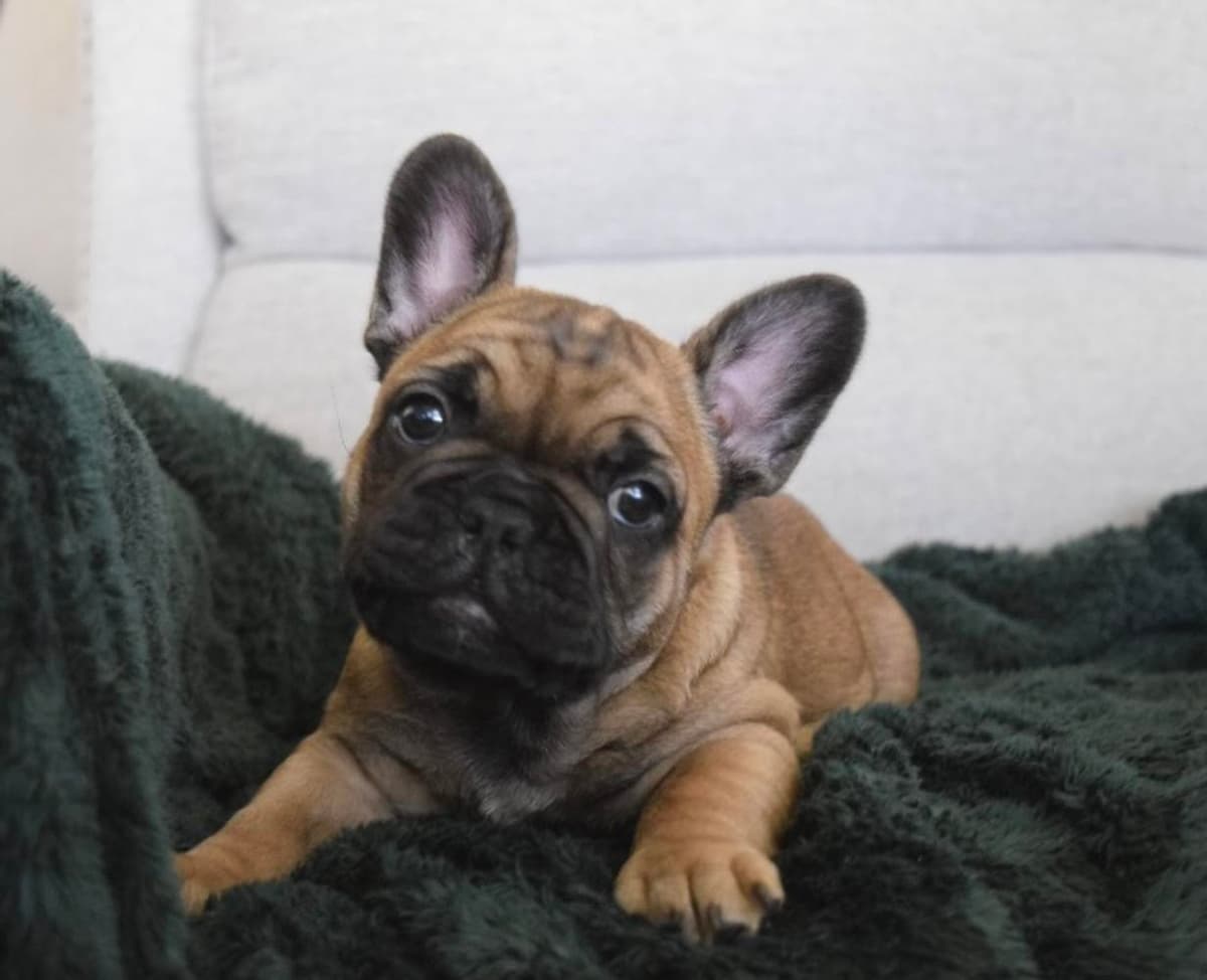 Frank breeder image 24