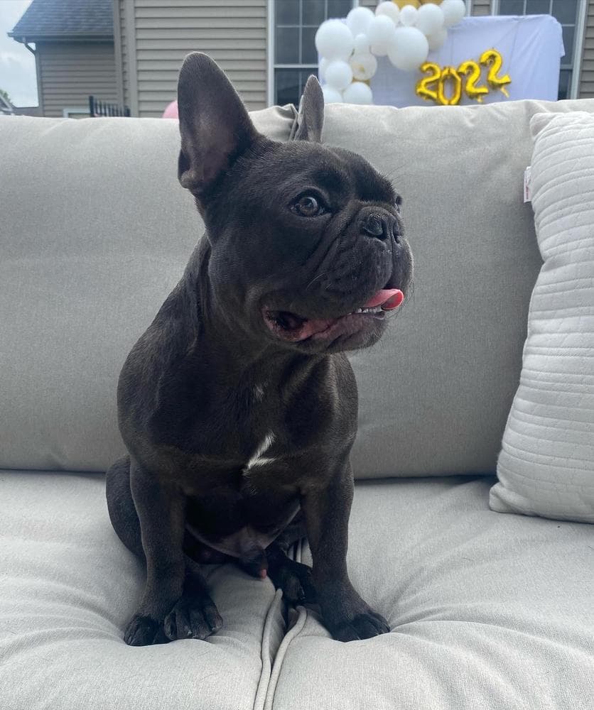 Frank breeder image 30