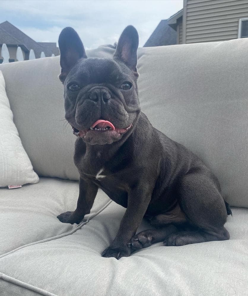 Frank breeder image 31