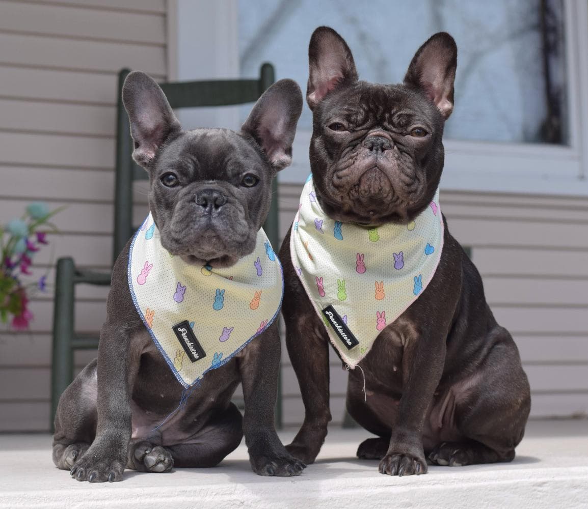 Frank breeder image 35