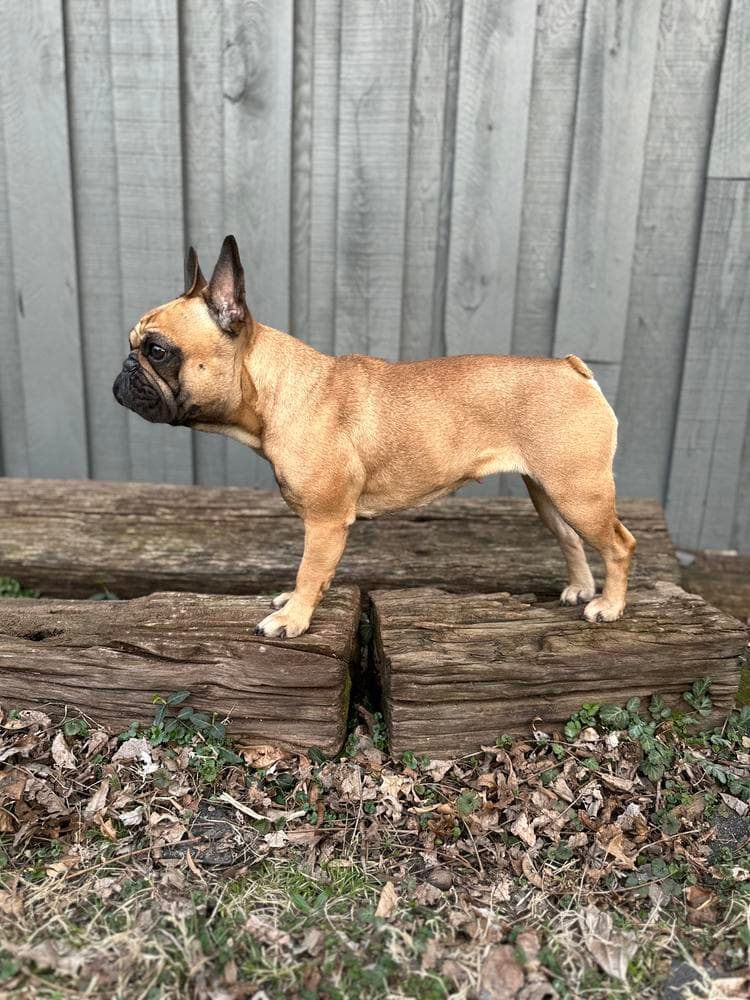Frank breeder image 38