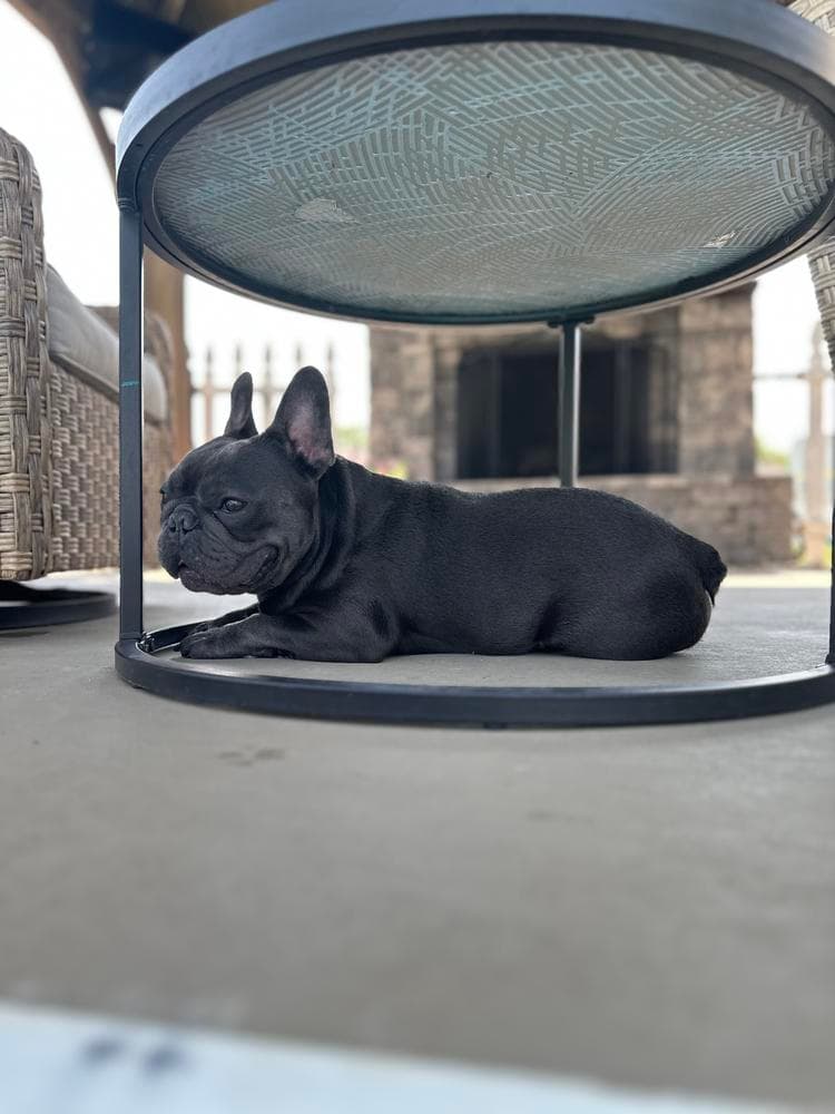 Frank breeder image 39