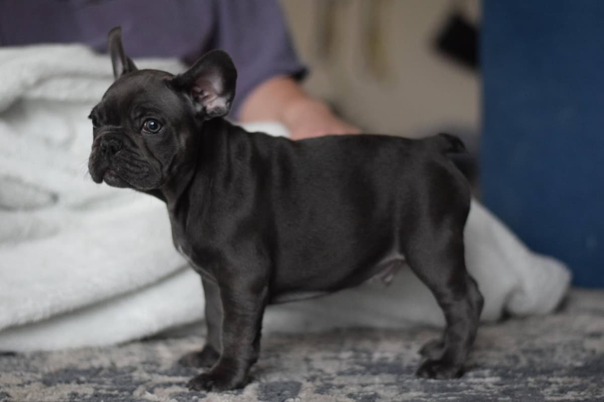 Frank breeder image 8