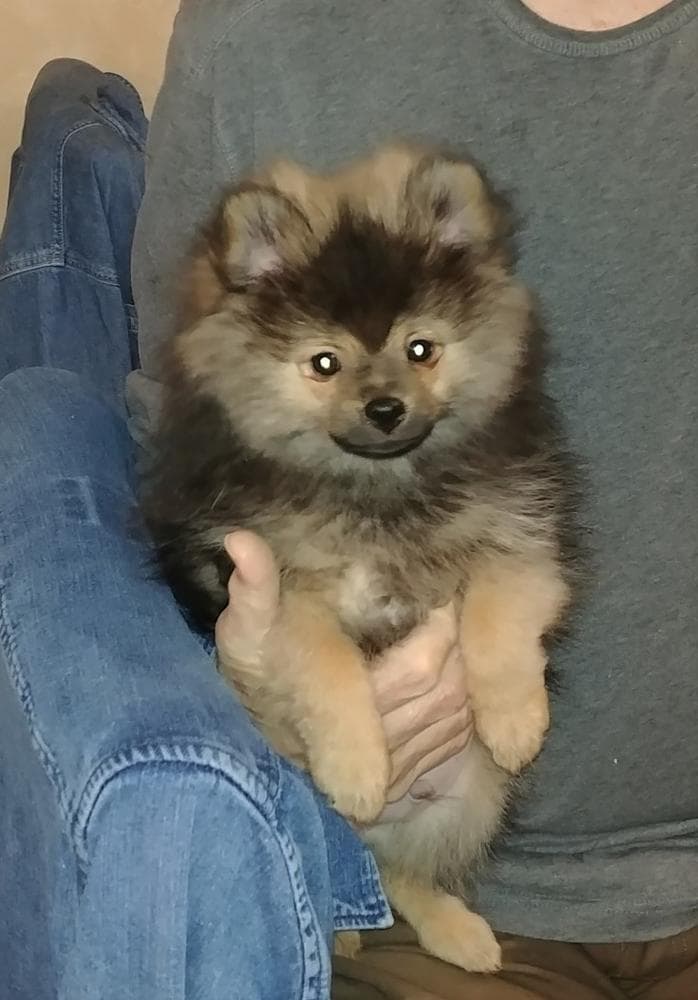 Tia boy 1 breeder image 10