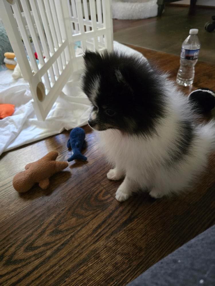 Tia boy 1 breeder image 15