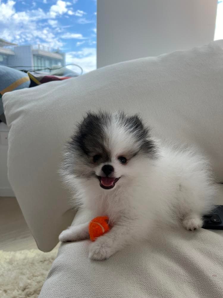 Tia boy 1 breeder image 20