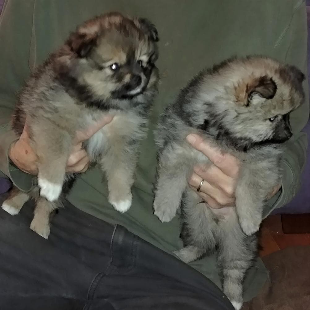 Tia boy 1 breeder image 5