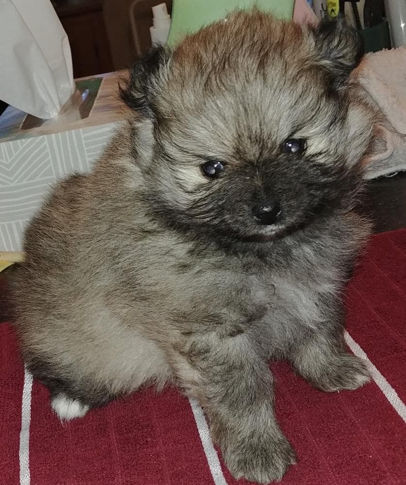 Tia boy 1 breeder image 6