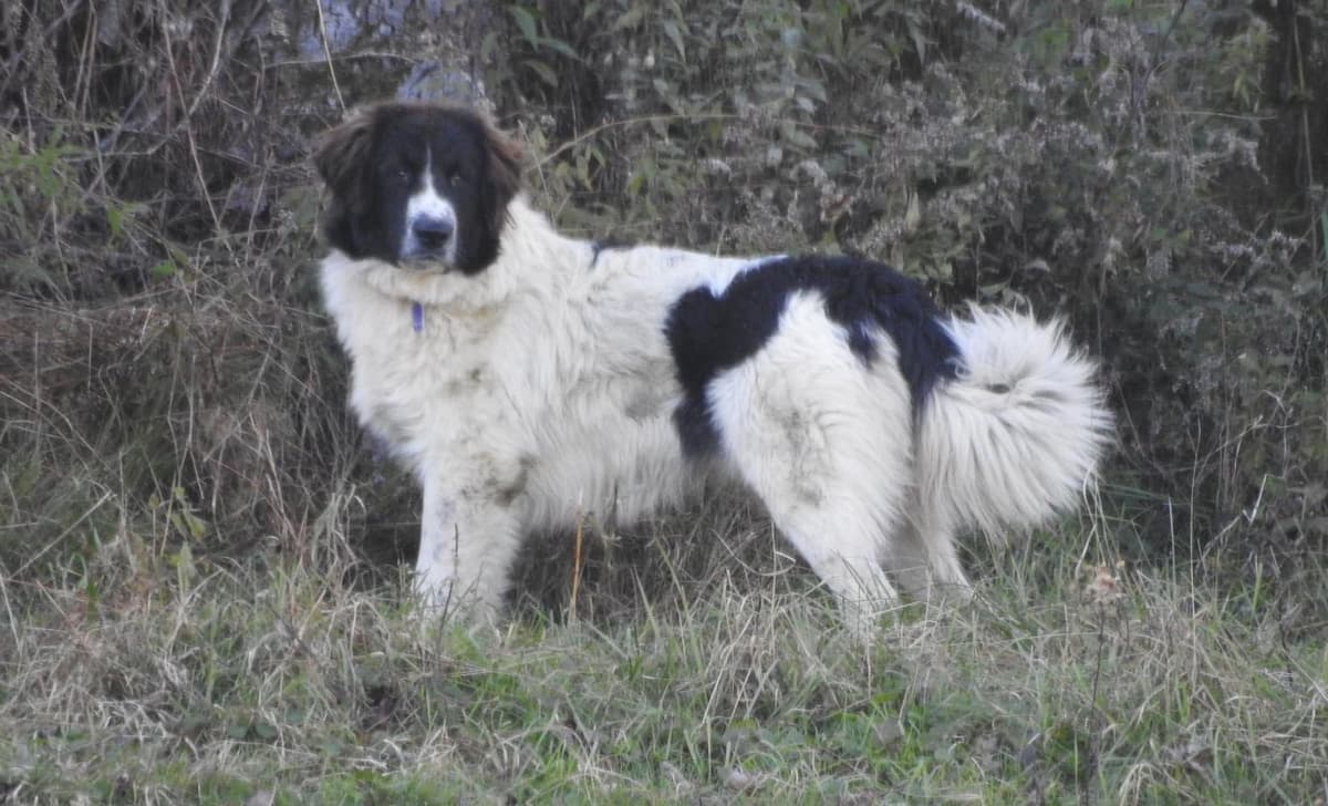 Girl 1 breeder image 1