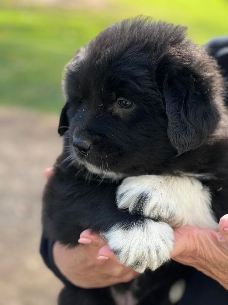 Girl 1 breeder image 14