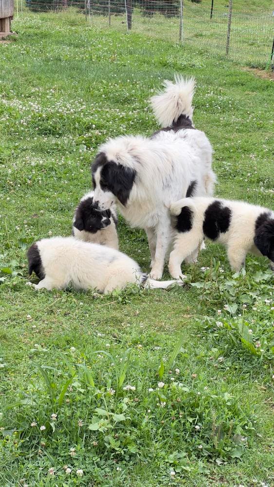 Girl 1 breeder image 16
