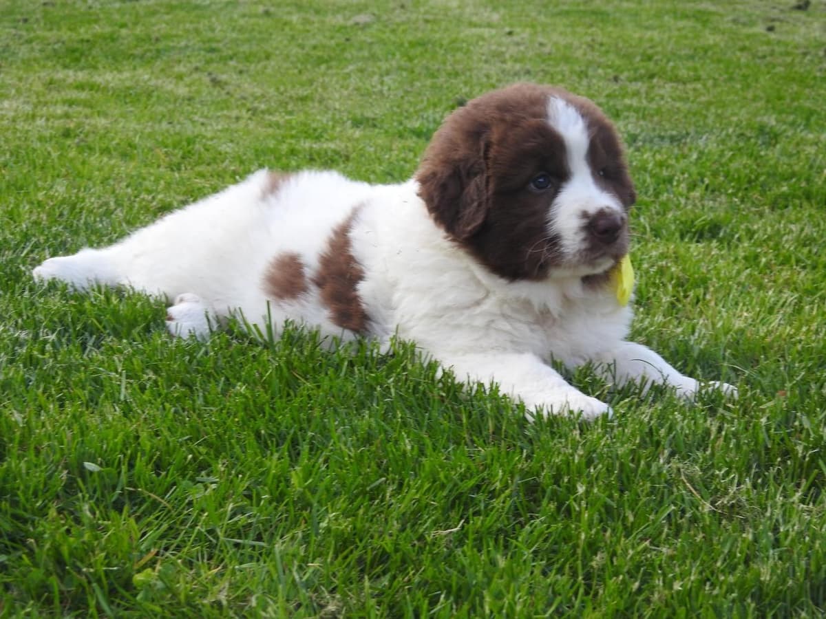 Girl 1 breeder image 18