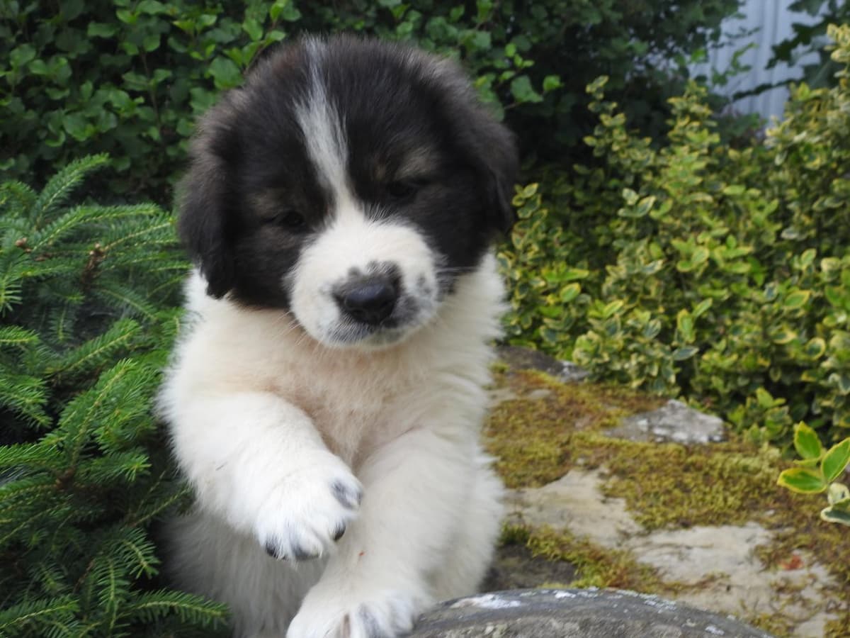 Girl 1 breeder image 20