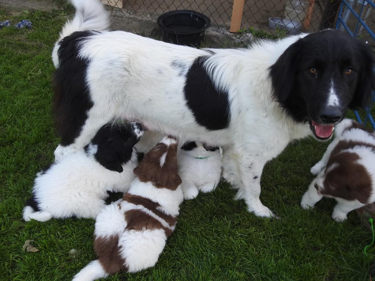 Girl 1 breeder image 31