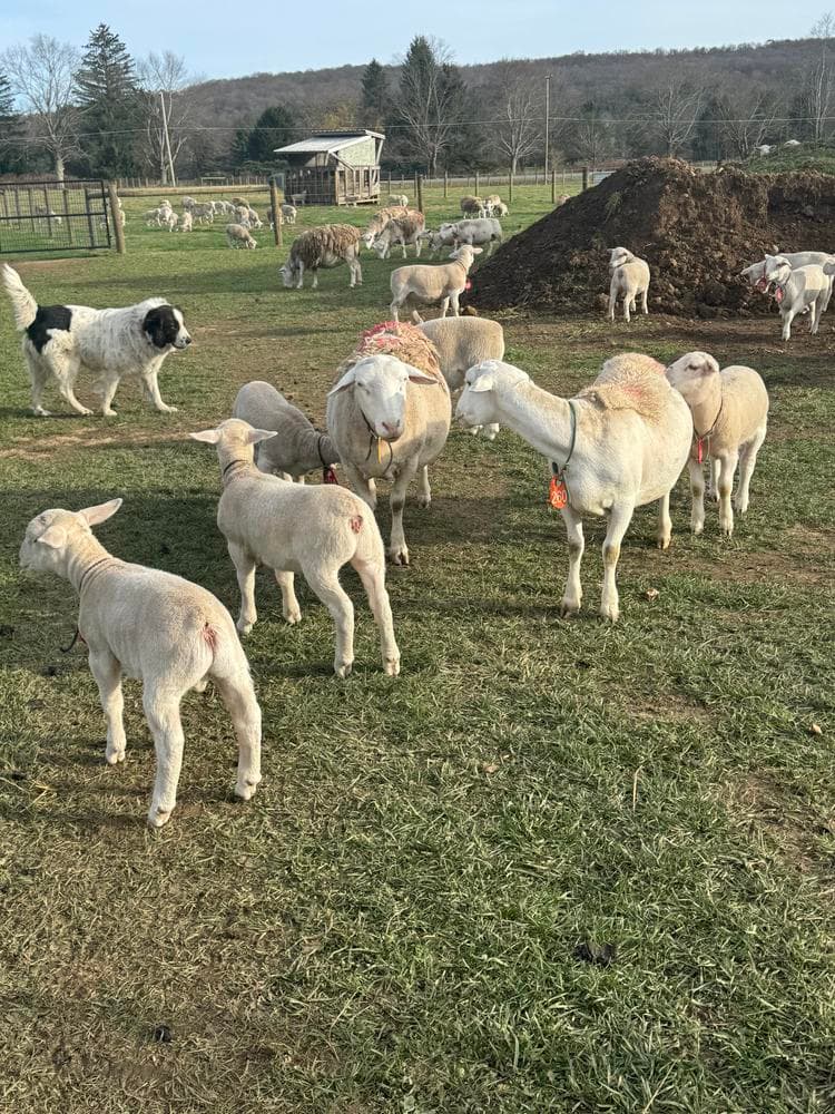Girl 1 breeder image 33