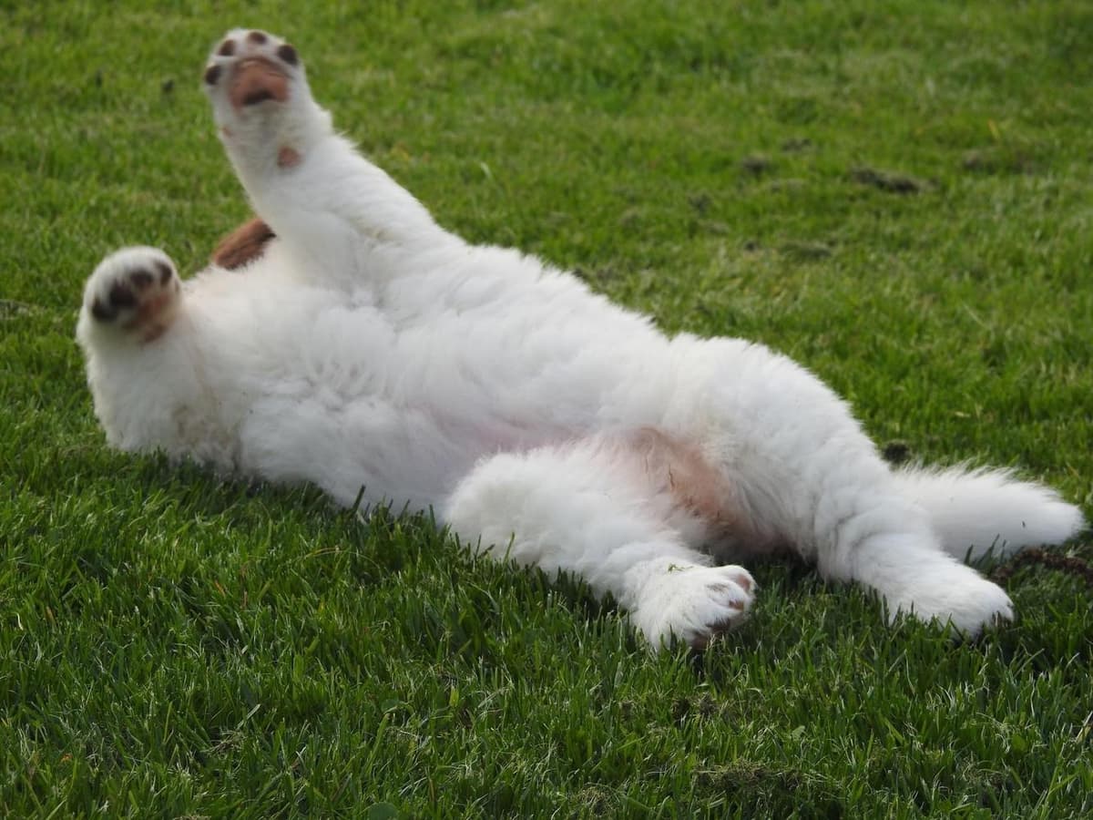 Girl 1 breeder image 39