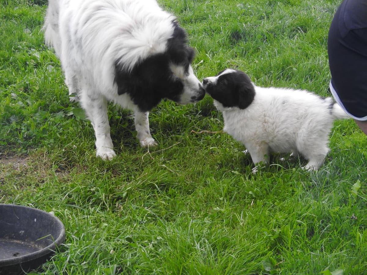 Girl 1 breeder image 41