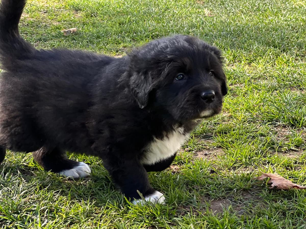 Girl 1 breeder image 8