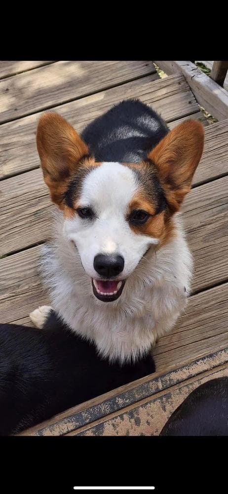Bashful breeder image 15