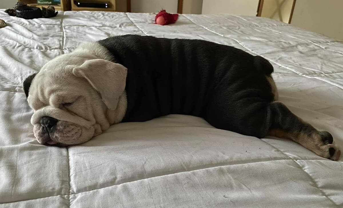 BooBoo breeder image 1